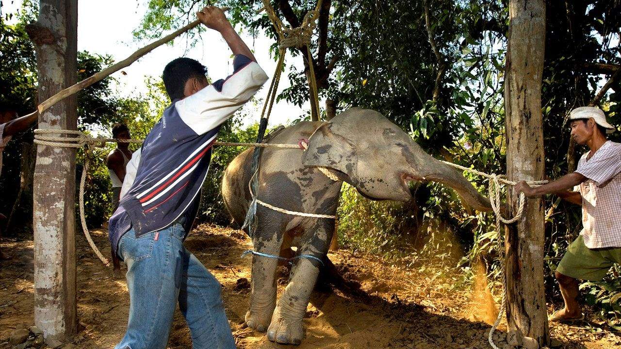 Baby elephants abused to “destroy” them for tourism Elepanta - Buy Today Elephant Pants Jewelry And Bohemian Clothes Handmade In Thailand Help To Save The Elephants FairTrade And Vegan